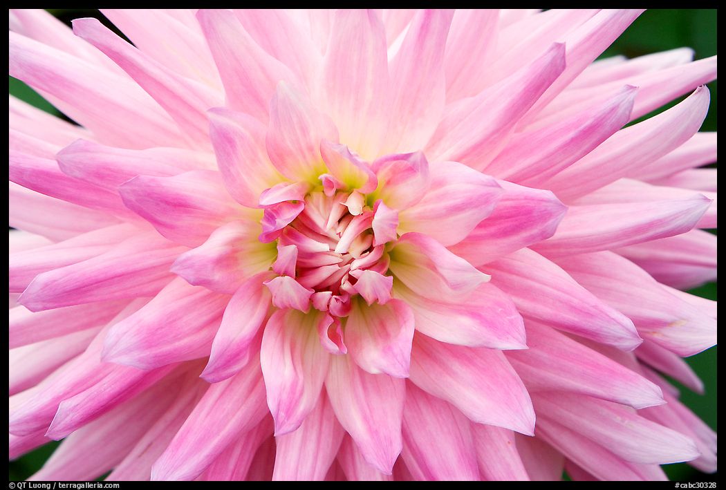 Pink Dahlias. Butchart Gardens, Victoria, British Columbia, Canada