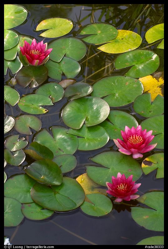 Water lilies. Butchart Gardens, Victoria, British Columbia, Canada