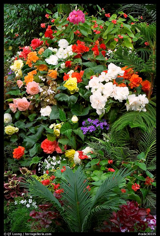 Flower arrangement in the Show Greenhouse. Butchart Gardens, Victoria, British Columbia, Canada