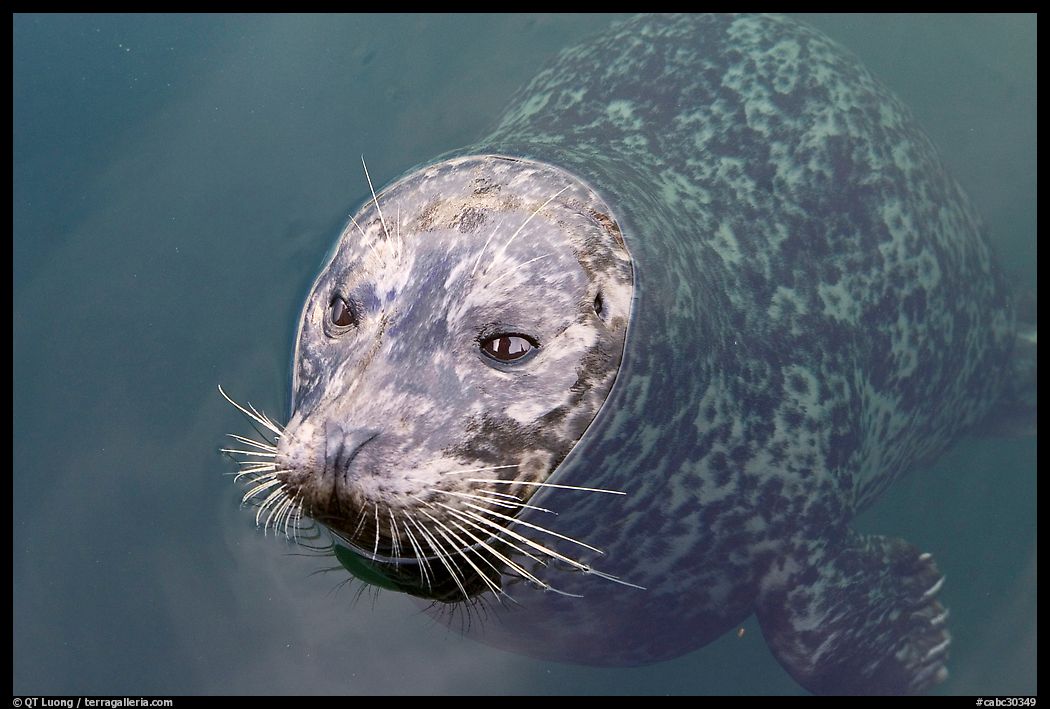Harbor seal. Victoria, British Columbia, Canada