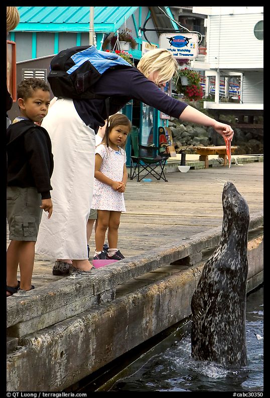 Woman feeding harbor seal, Fisherman's wharf. Victoria, British Columbia, Canada