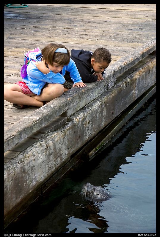 Kidds looking at a harbor seal, Fisherman's wharf. Victoria, British Columbia, Canada