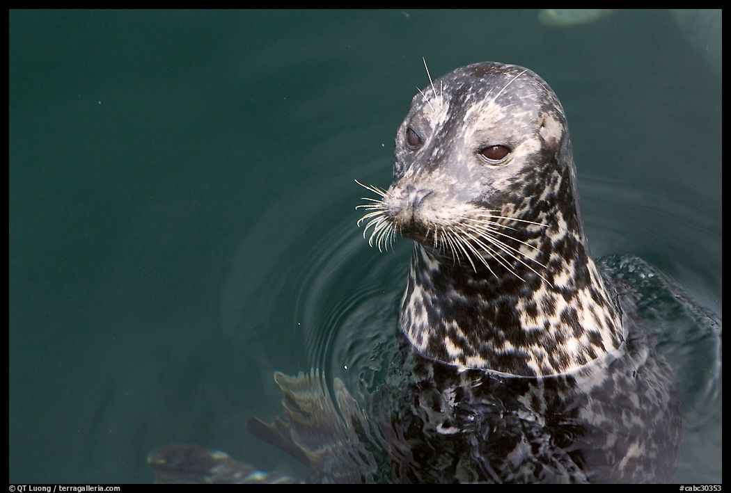 Harbour seal. Victoria, British Columbia, Canada