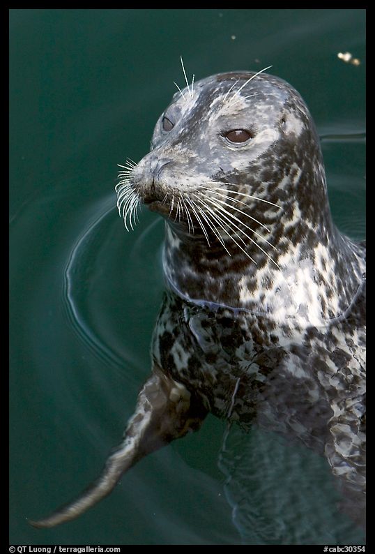 Harbour seal. Victoria, British Columbia, Canada