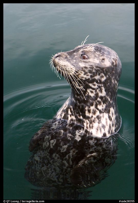 Harbor seal. Victoria, British Columbia, Canada