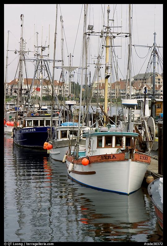 Commercial fishing fleet, Upper Harbour. Victoria, British Columbia, Canada