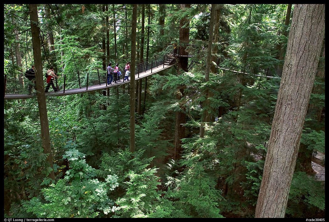 Treetop trail. Vancouver, British Columbia, Canada