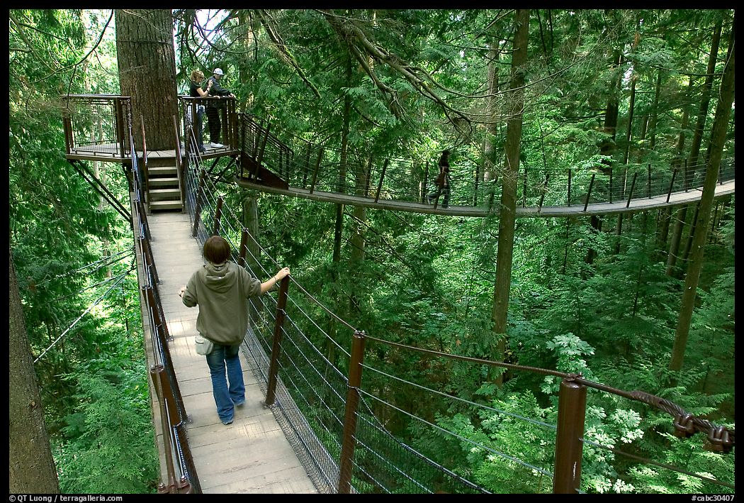 Treetop trail. Vancouver, British Columbia, Canada
