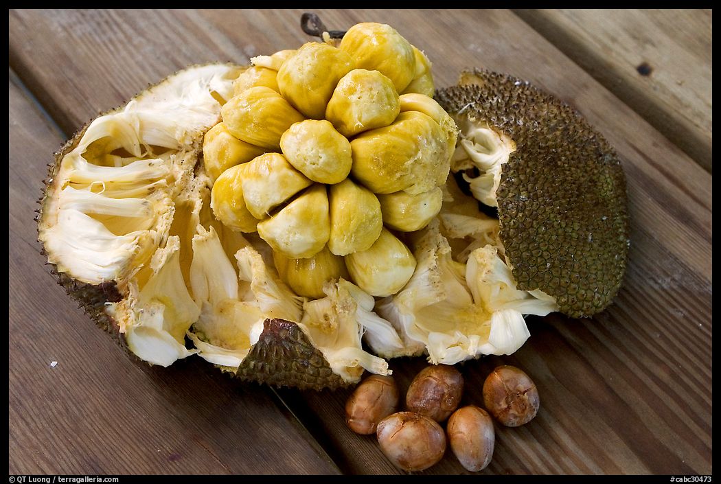 Jack Fruit. Vancouver, British Columbia, Canada