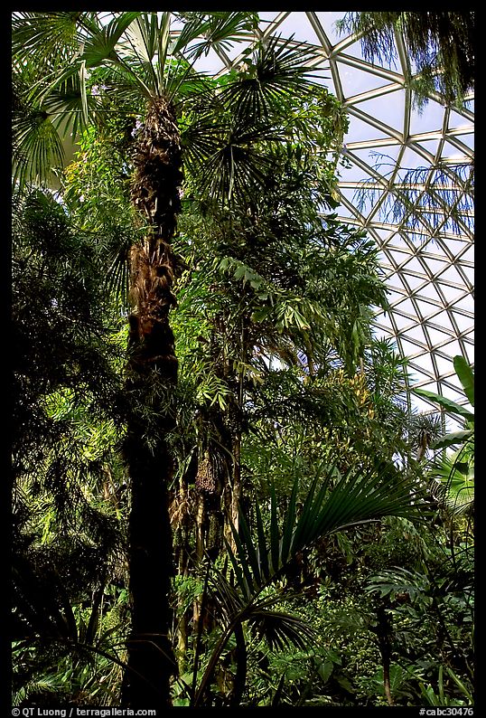 Tropical tree in Bloedel conservatory, Queen Elizabeth Park. Vancouver, British Columbia, Canada