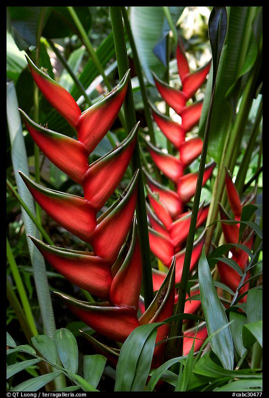 Heliconia, Bloedel conservatory, Queen Elizabeth Park. Vancouver, British Columbia, Canada