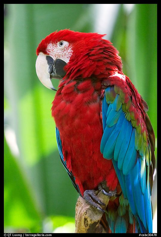 Colorful Parrot, Bloedel conservatory, Queen Elizabeth Park. Vancouver, British Columbia, Canada