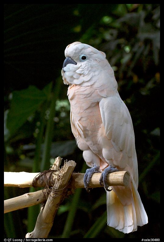 White Parrot, Bloedel conservatory, Queen Elizabeth Park. Vancouver, British Columbia, Canada