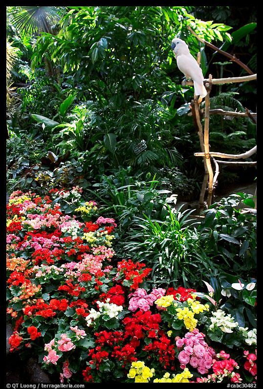 White Parrot and flowers, Bloedel conservatory, Queen Elizabeth Park. Vancouver, British Columbia, Canada