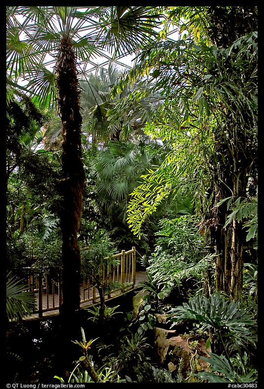 Tropical vegetation inside the dome of the Bloedel conservatory, Queen Elizabeth Park. Vancouver, British Columbia, Canada