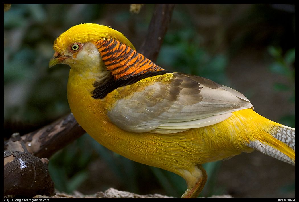 Multicolored pheasant. Vancouver, British Columbia, Canada