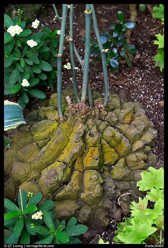 Elephant's foot plant,  Bloedel conservatory, Queen Elizabeth Park. Vancouver, British Columbia, Canada