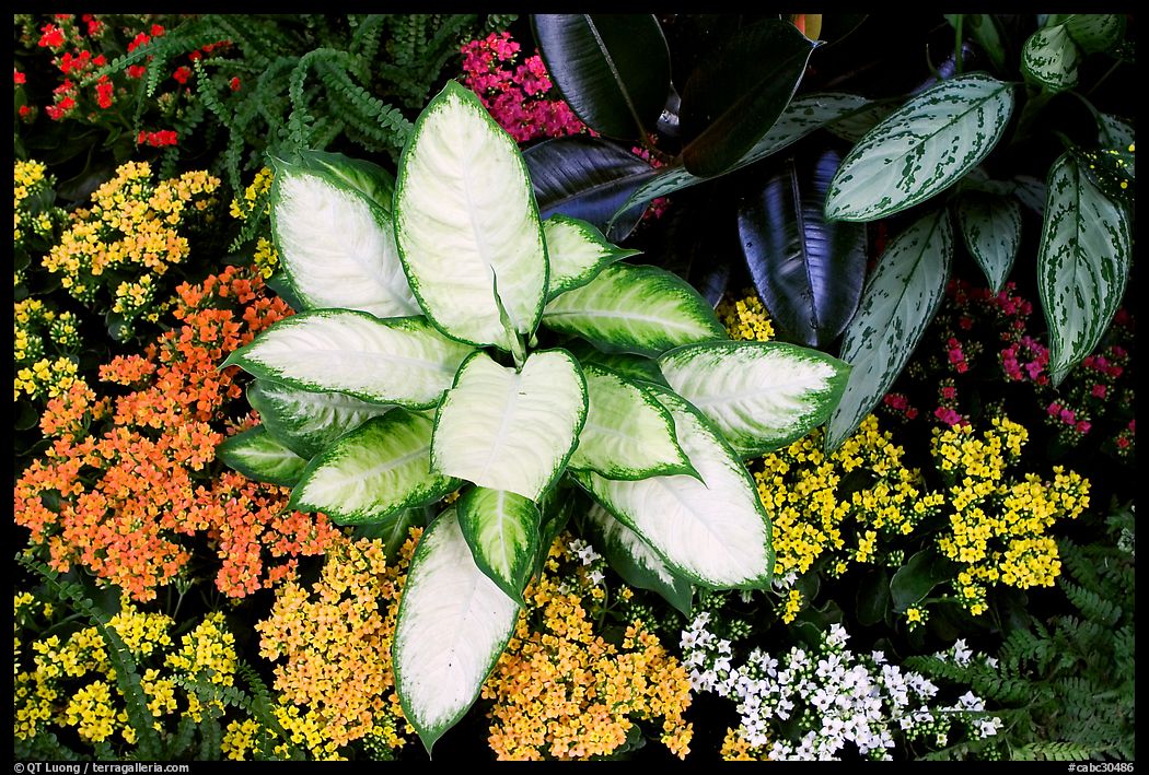 Tropical flowers and plants, Bloedel conservatory, Queen Elizabeth Park. Vancouver, British Columbia, Canada