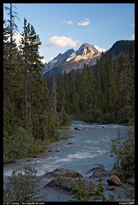 Yoho River, trees, and Cathedral Crags, late afternoon. Yoho National Park, Canadian Rockies, British Columbia, Canada