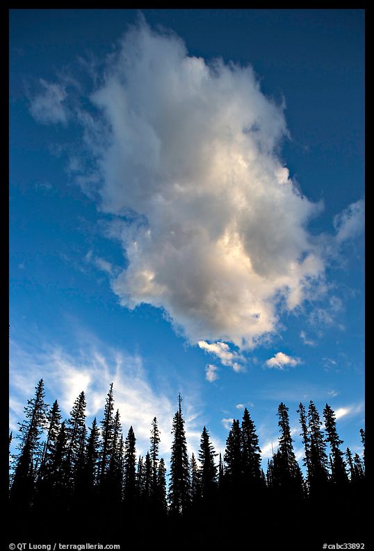 Trees and cloud, sunset. Yoho National Park, Canadian Rockies, British Columbia, Canada