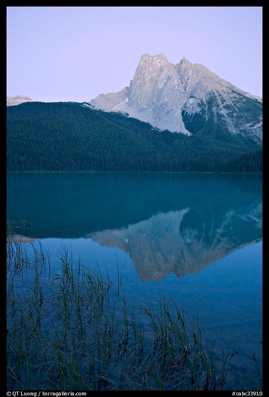 Reeds and Mount Burgess reflected in Emerald Lake, dusk. Yoho National Park, Canadian Rockies, British Columbia, Canada
