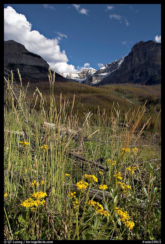 Wildflowers, mountains and Stanley Glacier, afternoon. Kootenay National Park, Canadian Rockies, British Columbia, Canada