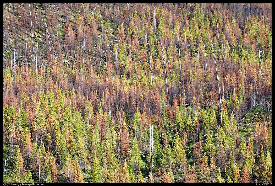 Partly burned forest on hillside. Kootenay National Park, Canadian Rockies, British Columbia, Canada