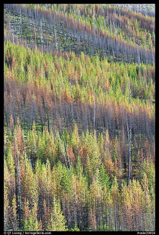 Partly burned trees on hillside. Kootenay National Park, Canadian Rockies, British Columbia, Canada