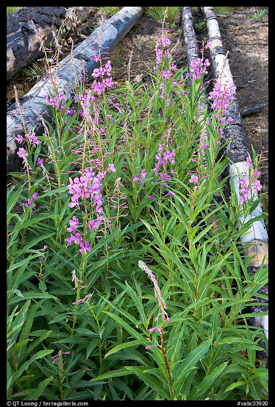 Fireweed and fallen trunks. Kootenay National Park, Canadian Rockies, British Columbia, Canada