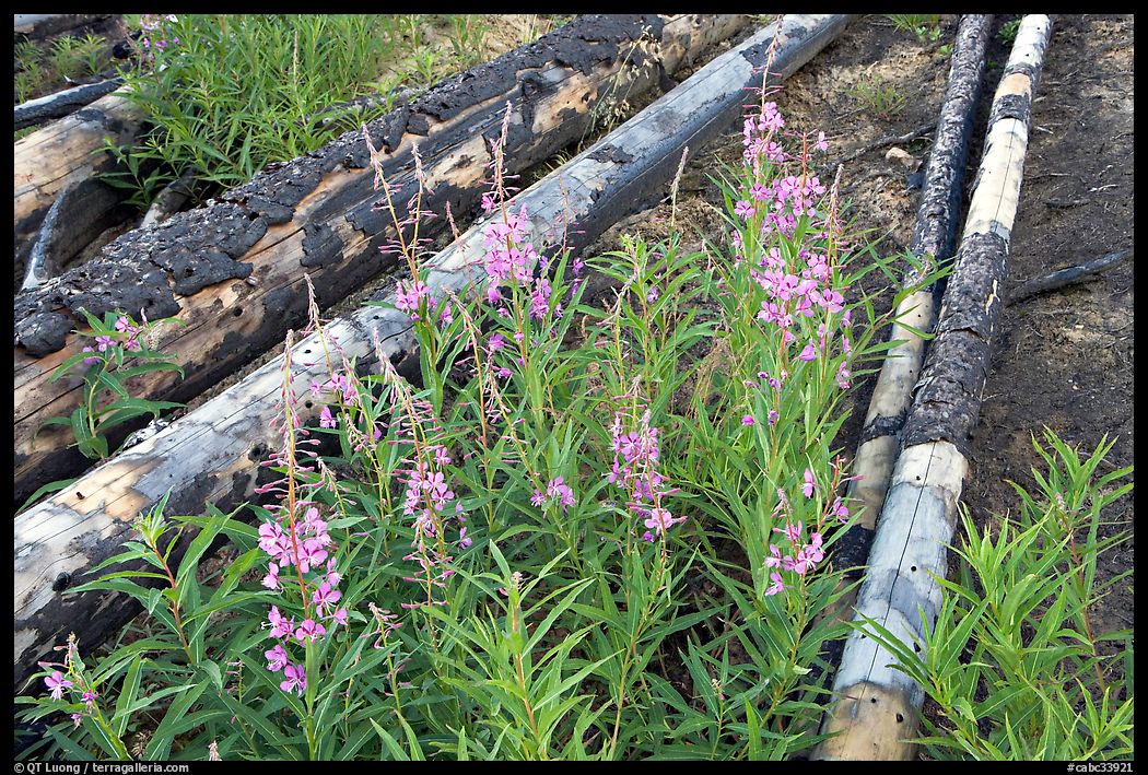 Fireweed and burned tree trunks. Kootenay National Park, Canadian Rockies, British Columbia, Canada