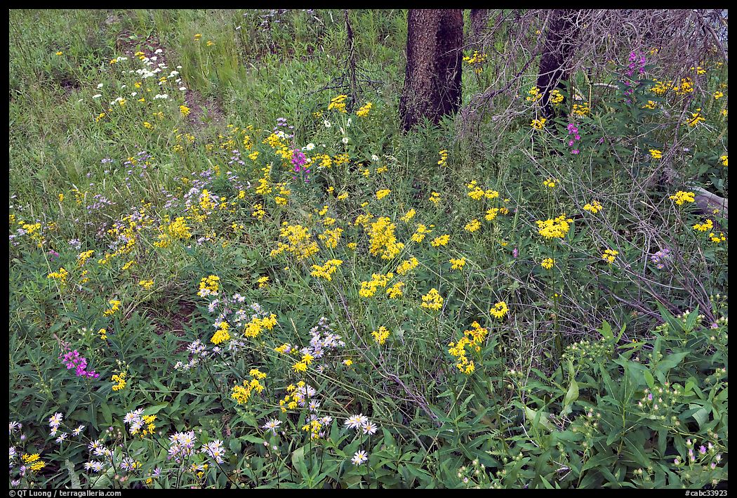 Wildflower carpet on forest floor in Tokkum Creek. Kootenay National Park, Canadian Rockies, British Columbia, Canada