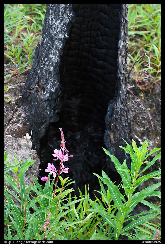 Fireweed and burned tree trunk. Kootenay National Park, Canadian Rockies, British Columbia, Canada