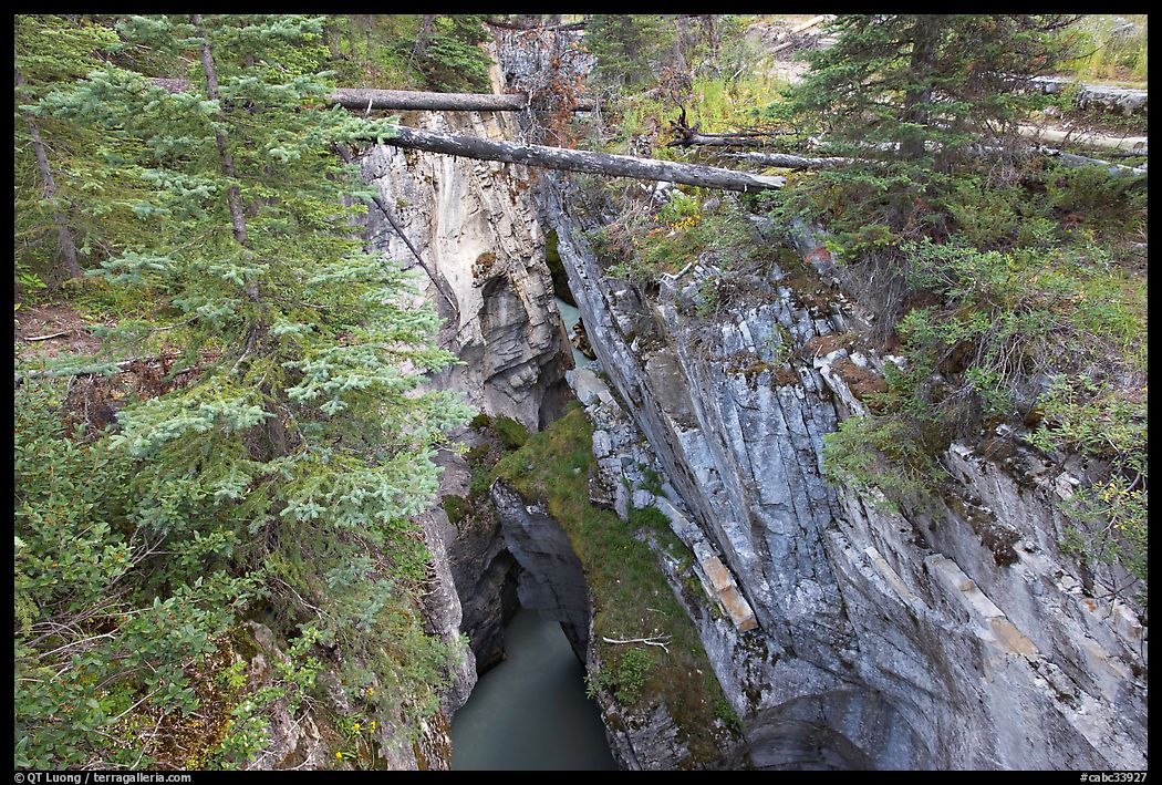 Narrow gorge spanned by fallen trees, Marble Canyon. Kootenay National Park, Canadian Rockies, British Columbia, Canada