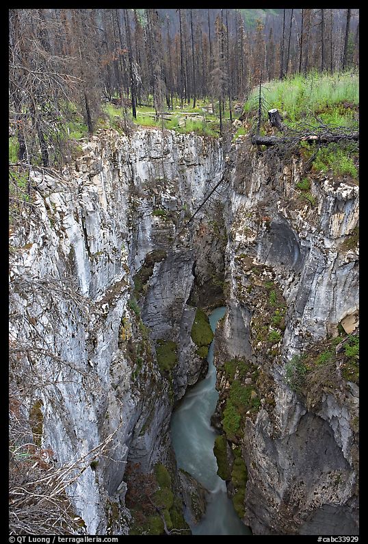 Marble Canyon and burned forest. Kootenay National Park, Canadian Rockies, British Columbia, Canada