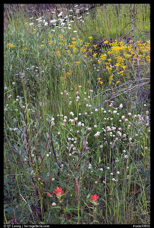 Flower carpet near Marble Canyon. Kootenay National Park, Canadian Rockies, British Columbia, Canada