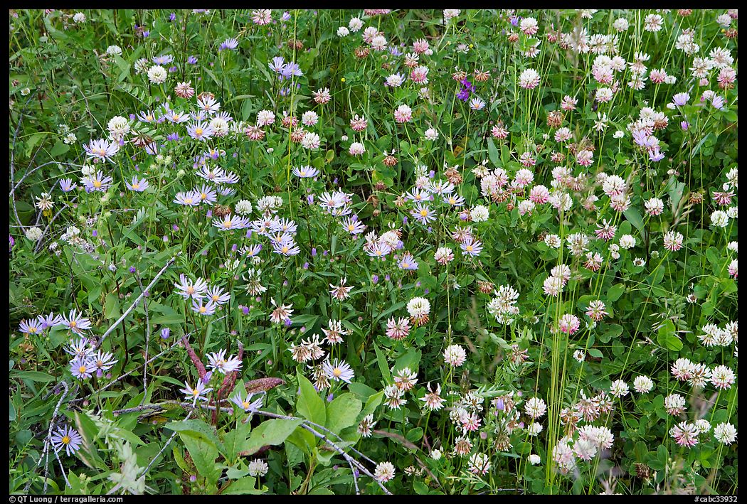 Wildflowers, Marble Canyon. Kootenay National Park, Canadian Rockies, British Columbia, Canada