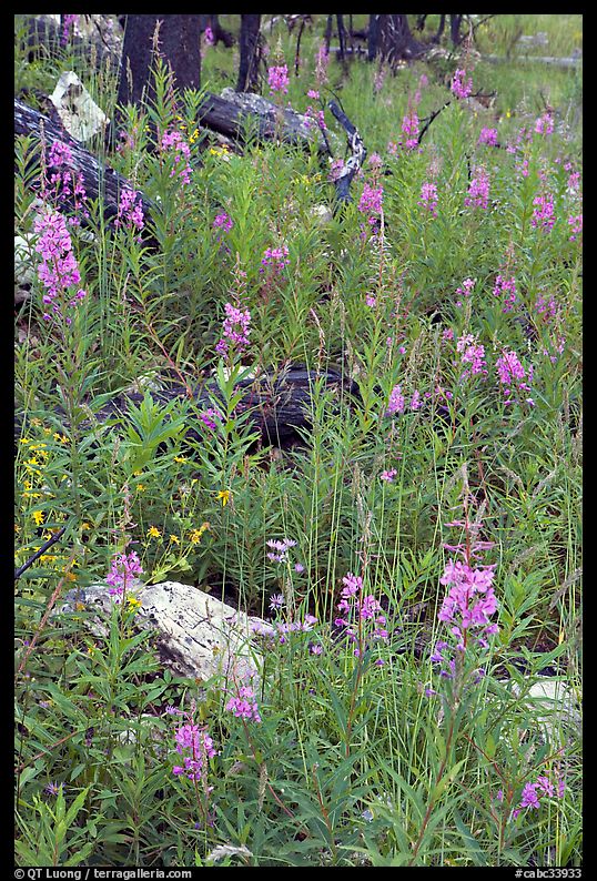 Fireweed and fire-charred trunks, Tokkum Creek. Kootenay National Park, Canadian Rockies, British Columbia, Canada