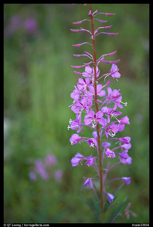 Fireweed close-up. Kootenay National Park, Canadian Rockies, British Columbia, Canada