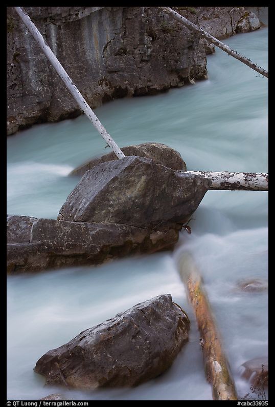 Fallen trees in silt-colored Tokkum Creek. Kootenay National Park, Canadian Rockies, British Columbia, Canada