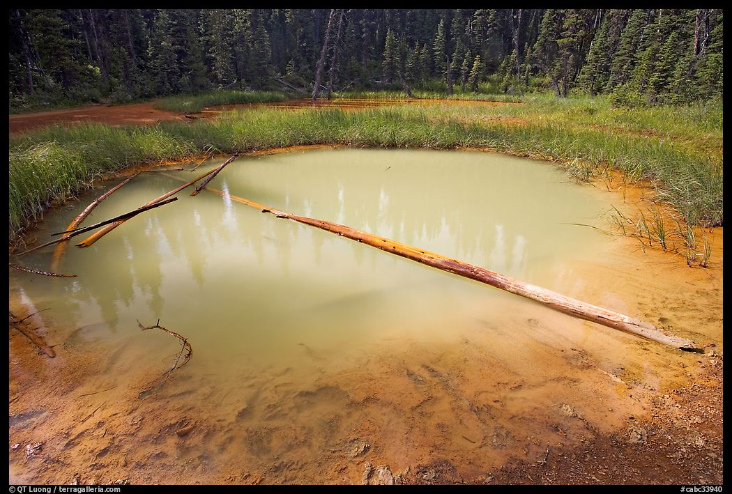 Paint Pot and fallen trunk. Kootenay National Park, Canadian Rockies, British Columbia, Canada