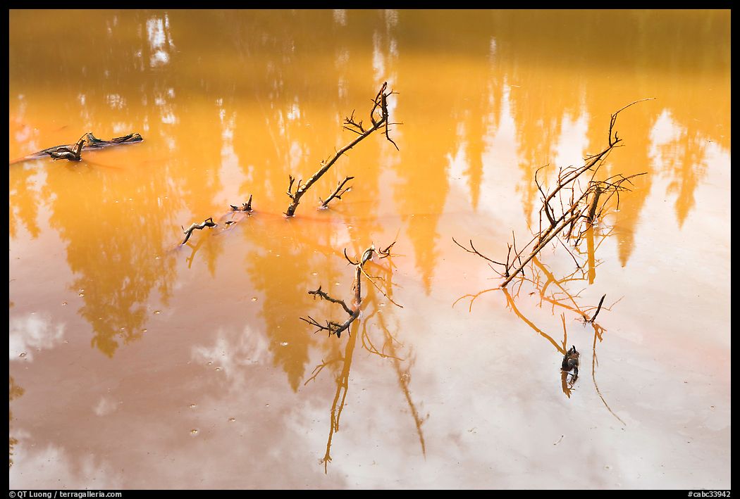 Trees and branches, mineral pool stained yellow by iron oxide. Kootenay National Park, Canadian Rockies, British Columbia, Canada