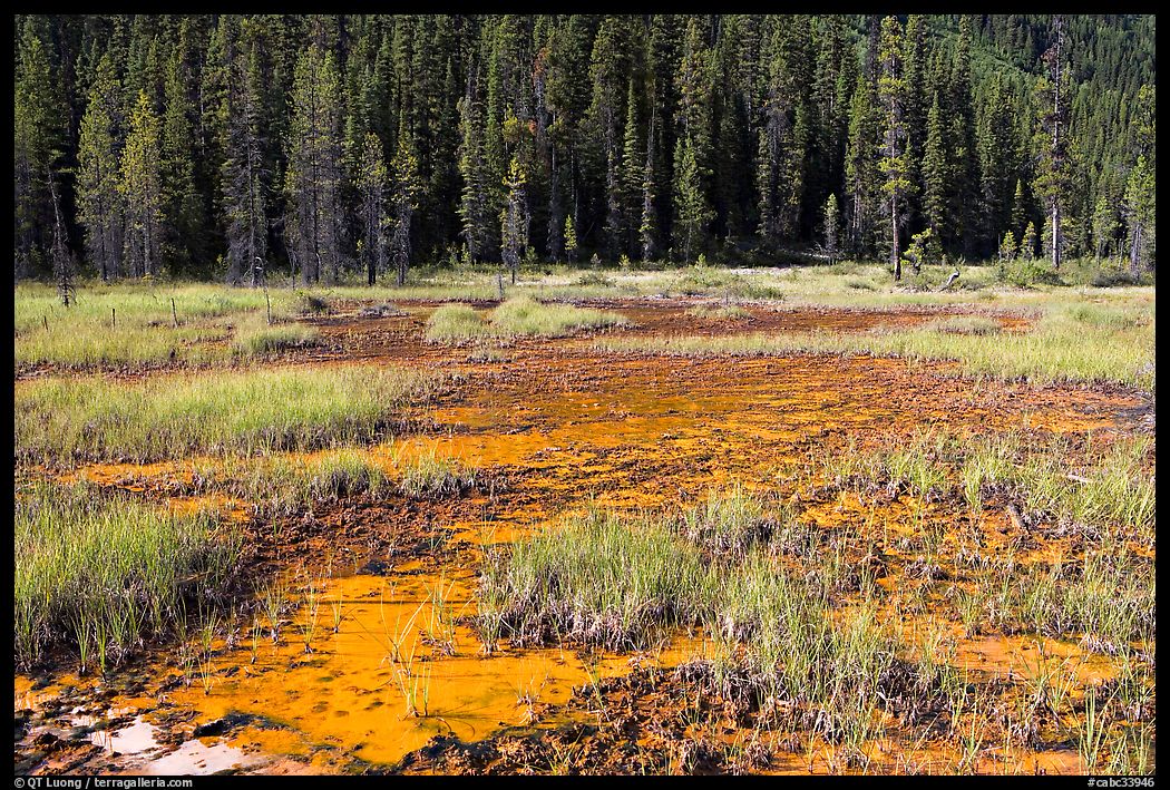 Ochre bed and trees. Kootenay National Park, Canadian Rockies, British Columbia, Canada