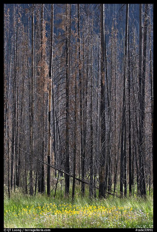 Burned trees and wildflowers. Kootenay National Park, Canadian Rockies, British Columbia, Canada