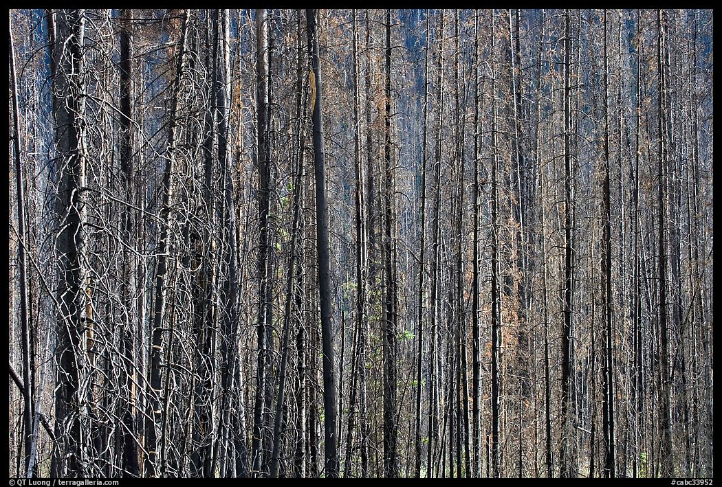 Burned tree trunks. Kootenay National Park, Canadian Rockies, British Columbia, Canada