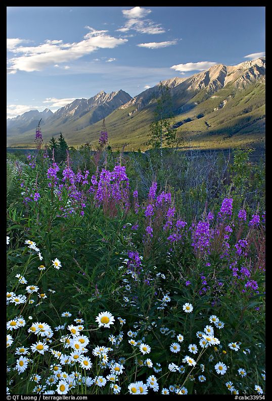Daisies, fireweed, and Kootenay Valley, late afternoon. Kootenay National Park, Canadian Rockies, British Columbia, Canada