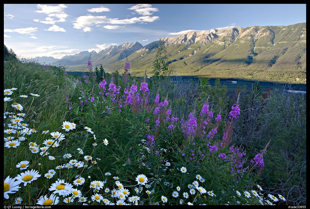 Daisies, fireweed, Mitchell Range and Kootenay Valley, late afternoon. Kootenay National Park, Canadian Rockies, British Columbia, Canada