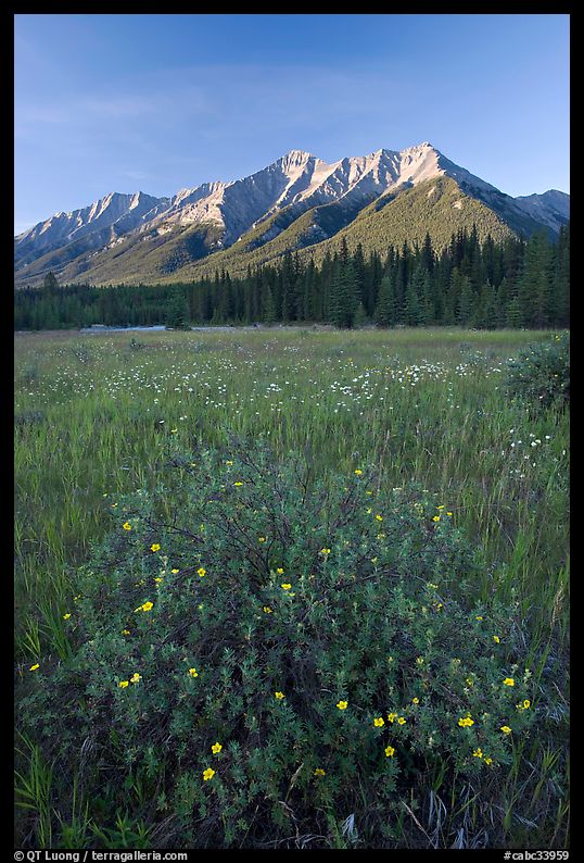Yellow wildflowers in meadow below Mitchell Range, sunset. Kootenay National Park, Canadian Rockies, British Columbia, Canada
