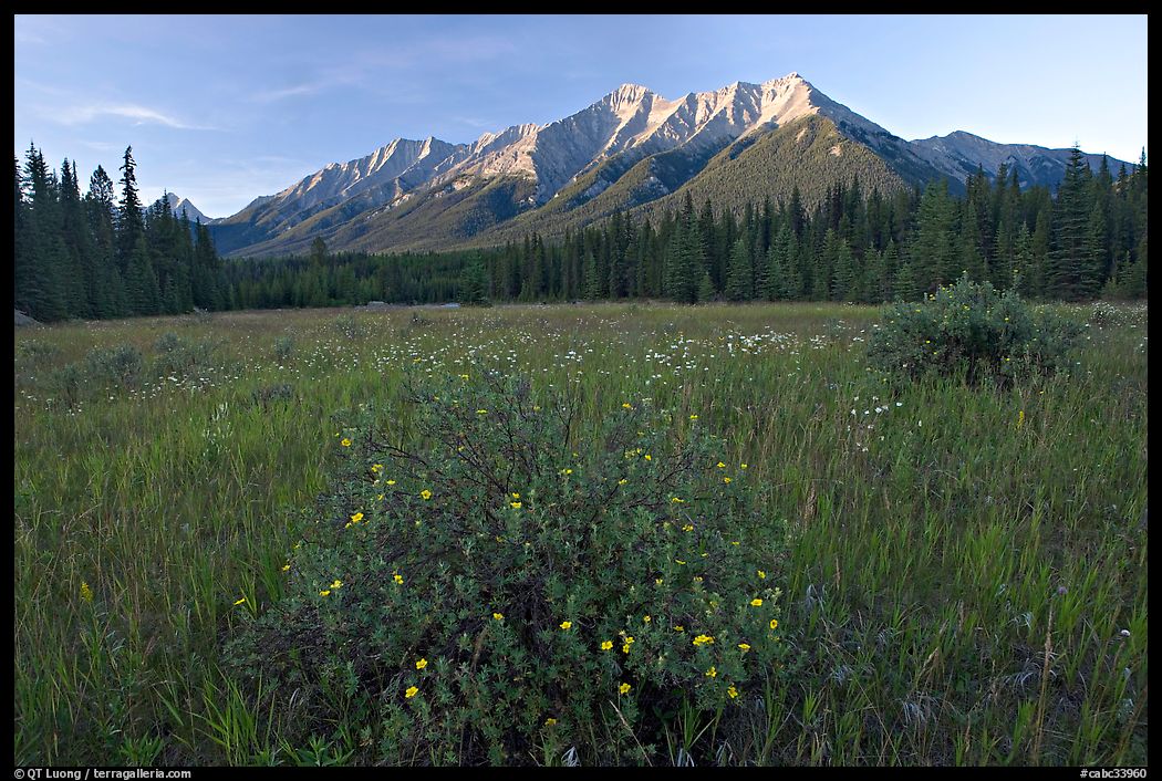 Meadow with wildflowers and Mitchell Range, sunset. Kootenay National Park, Canadian Rockies, British Columbia, Canada