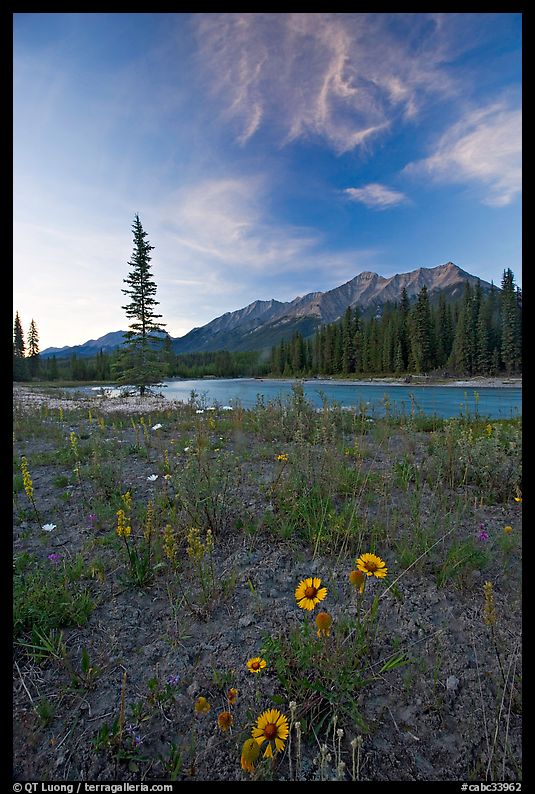 Sunflowers, Kootenay River, and Mitchell Range, sunset. Kootenay National Park, Canadian Rockies, British Columbia, Canada