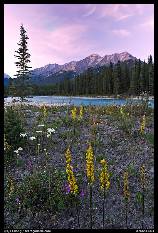 Yellow flowers, Kootenay River, and Mitchell Range, sunset. Kootenay National Park, Canadian Rockies, British Columbia, Canada